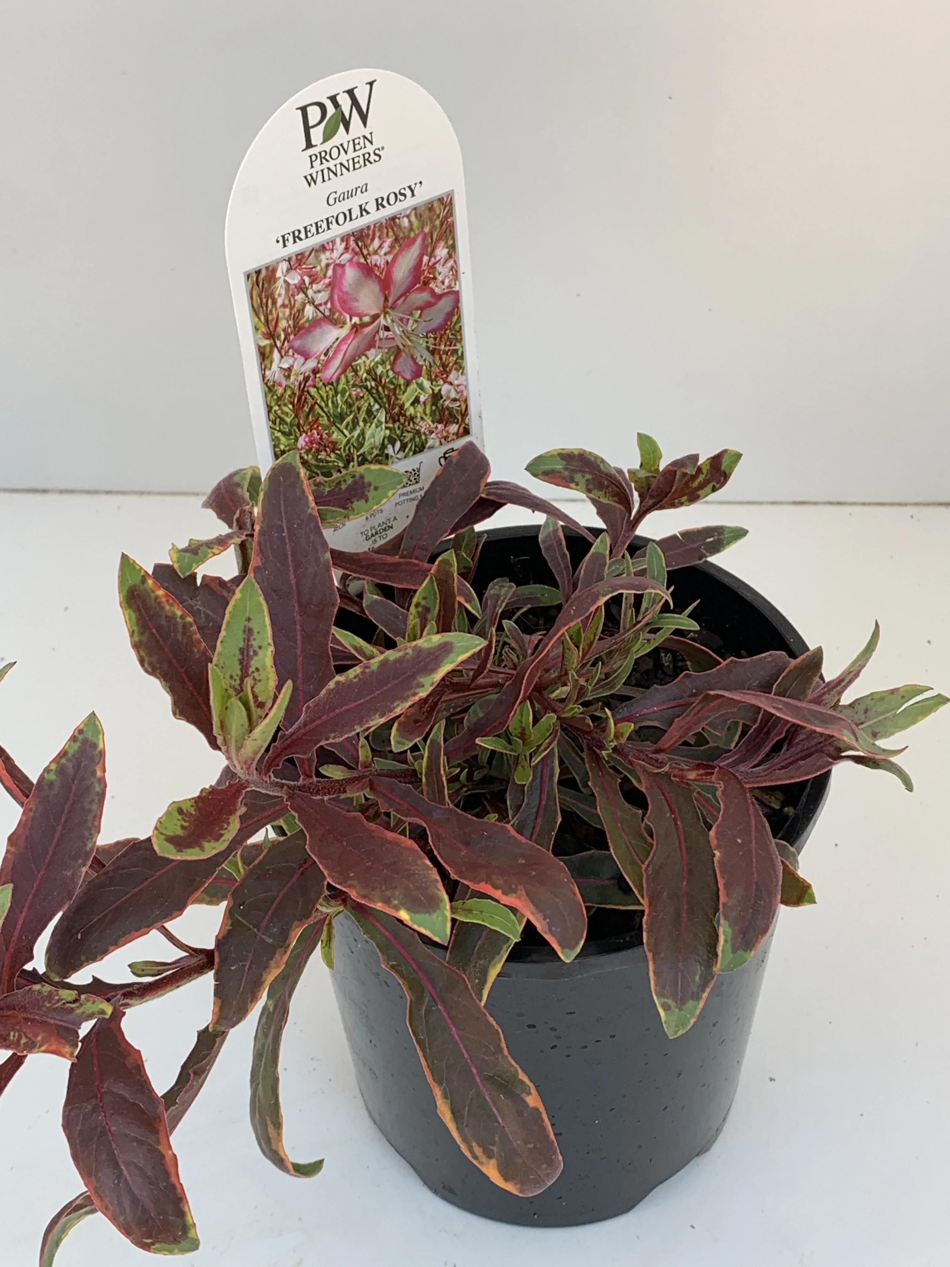 Gaura 'Freefolk Rosy'